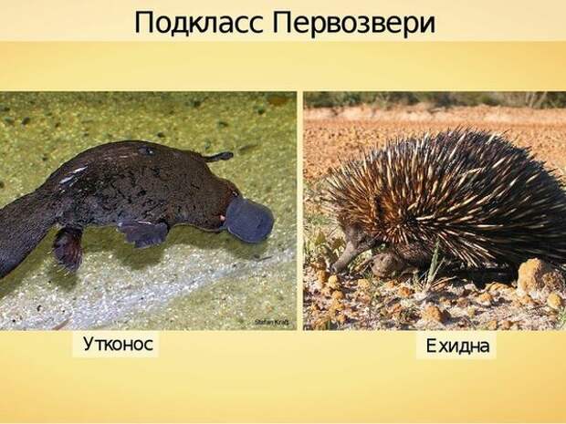 Откладывают яйца, имеют непостоянную температуру тела, да какие из них млекопитающие? 