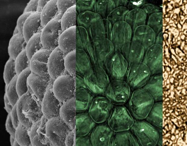 Докембрийская водоросль помогла описать эволюцию первых растений
