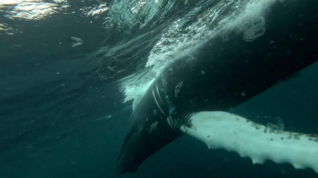 У берегов Териберки спасли кита, запутавшегося в сетях