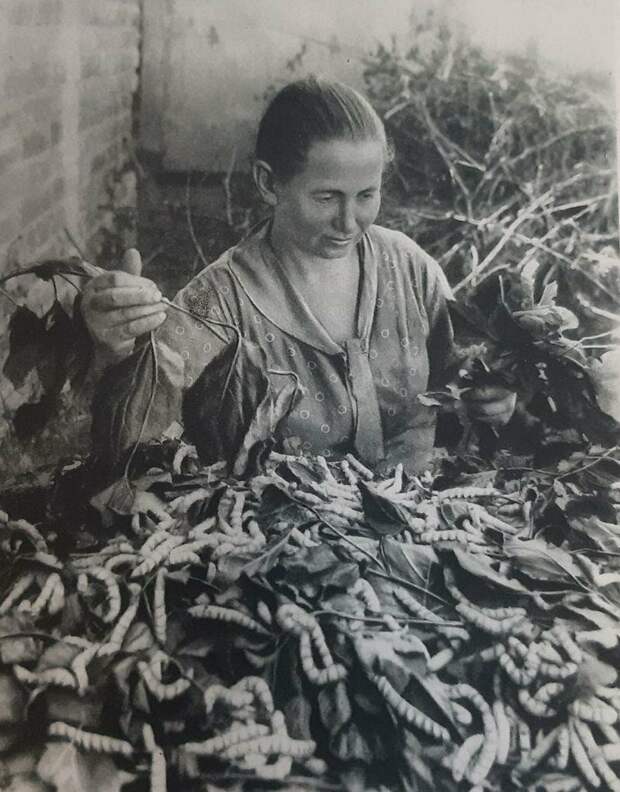 Колхоз
