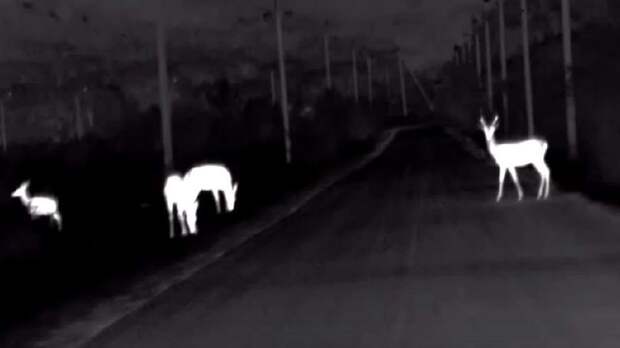 Севприроднадзор: за сбитого оленя придется заплатить 70 тысяч рублей