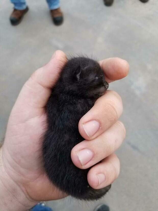 Незаконно маленькие котейки, которые своруют ваше сердце