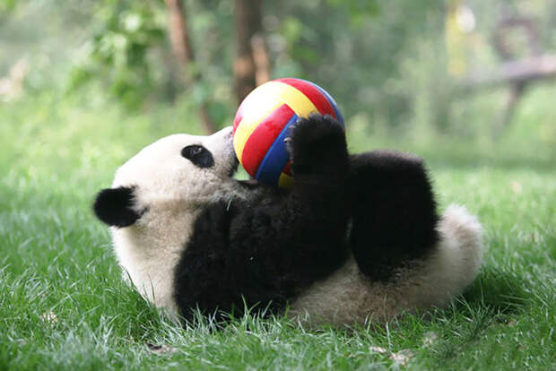Детский сад для панд существует. И это самое милое место на планете)