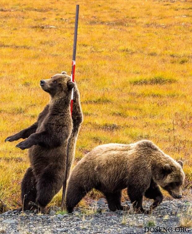 Медведи чешут спины о придорожный шест