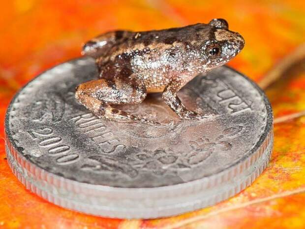 В горах Индии обнаружены четыре новых вида крошечных лягушек