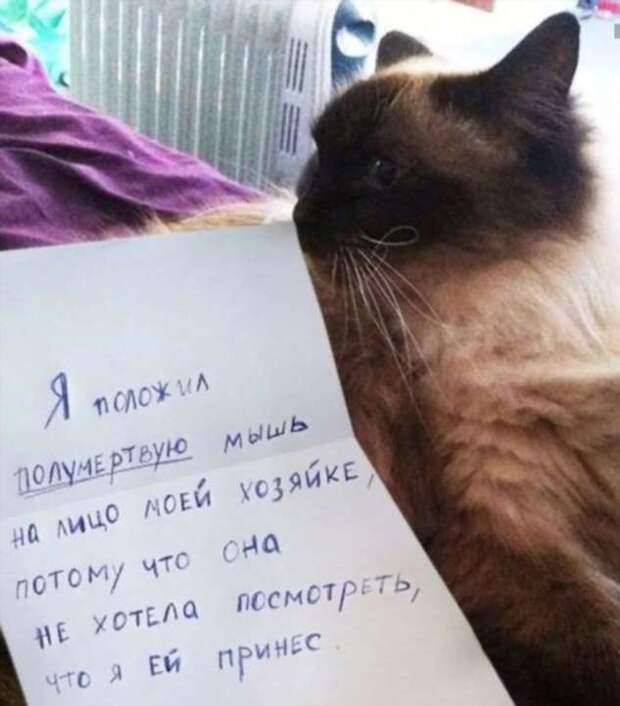 28 провинившихся котиков, которые признались в своих проделках