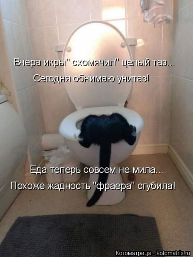 Лучшие котоматрицы недели (50 фото)
