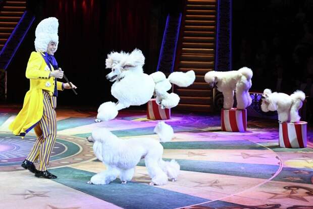 Путин поддержал идею включить цирки в программу «Пушкинской карты»