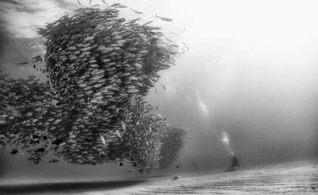 Подводное царство духозахватые чёрно-белые фотографии жизни под водой 5