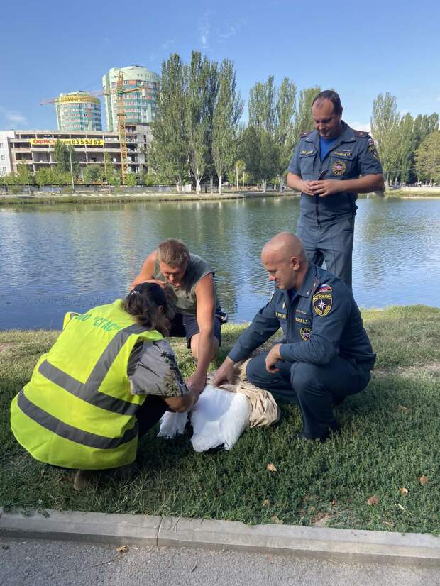 В Симферополе из Гагаринского парка сбежал лебедь
