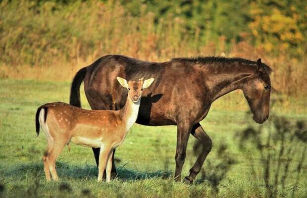 Трогательные фотографии дружбы оленя и лошадей