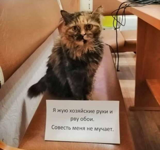 28 провинившихся котиков, которые признались в своих проделках