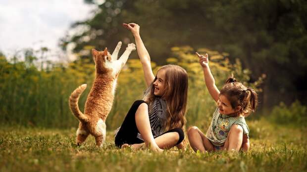 Кошки лечат людей