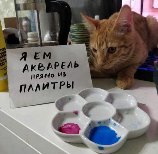 28 провинившихся котиков, которые признались в своих проделках
