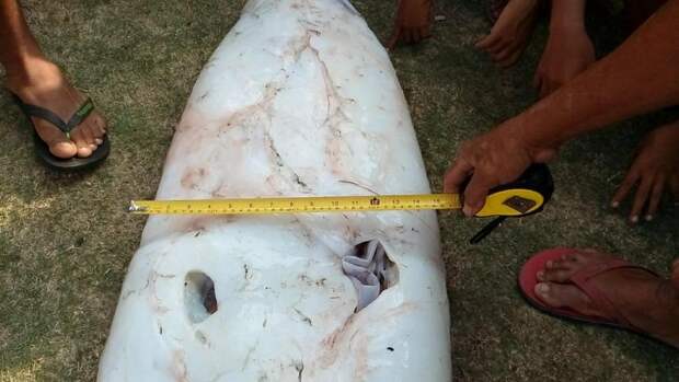 Уникальный улов: 2,5-метрового кальмар на Филлипинах