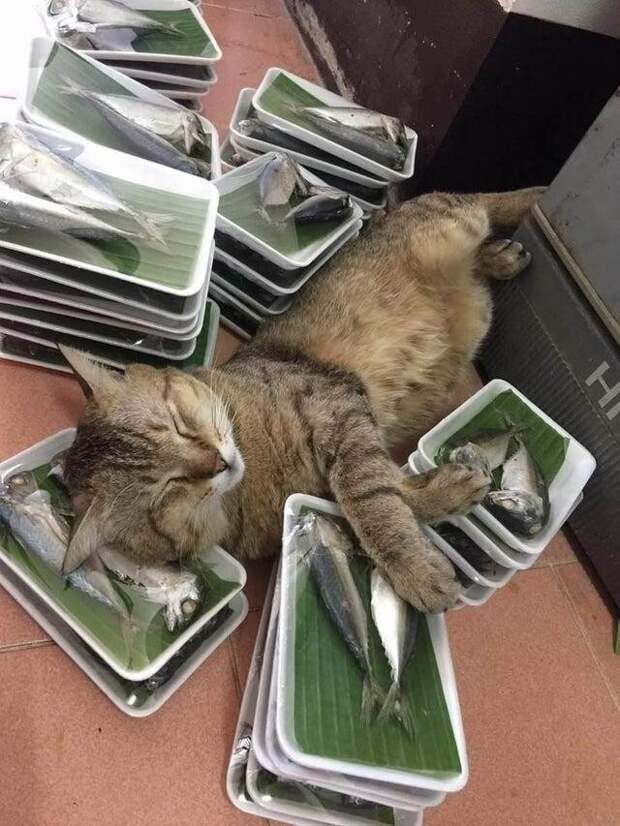 Кошачий рай Кошачий рай