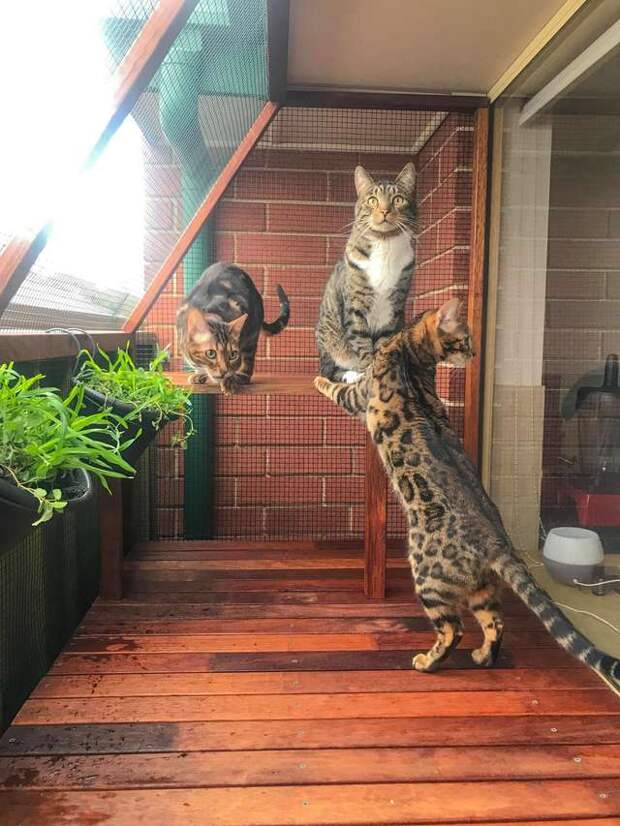 дворик для котов коты играют