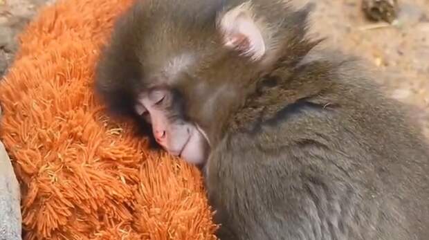 Брошенный детеныш макаки, обнимающий плюшевую игрушку вместо мамы, стал звездой соцсетей