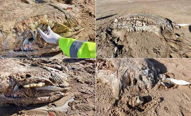 Тушу загадочного существа нашли на берегу моря
