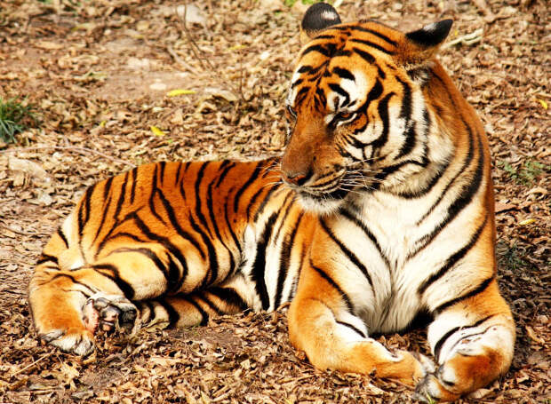 Китайский тигр (Panthera tigris amoyensis)