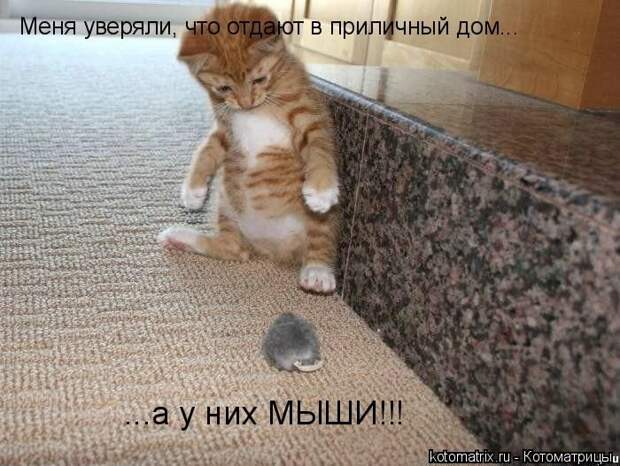 Лучшие котоматрицы недели (50 фото)
