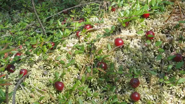 В Подмосковье впервые за 100 лет нашли краснокнижную ягоду