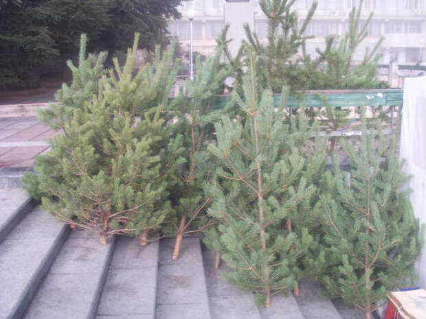Отслужившие новогодние елки станут удобрением