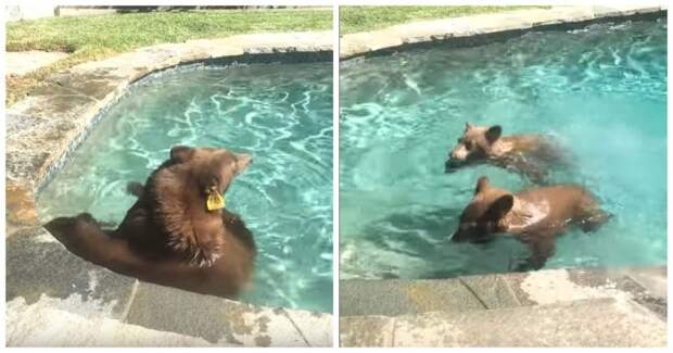 Семейство медведей искупалось в бассейне американцев бассейн, в мире, видео, животные, медведь, медвежата, прикол, сша