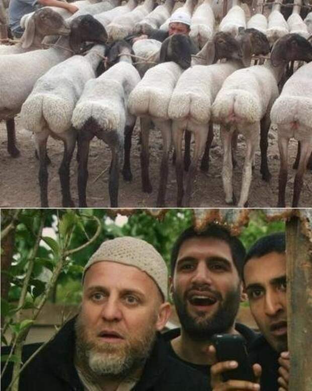 инторнэтное насобиралово