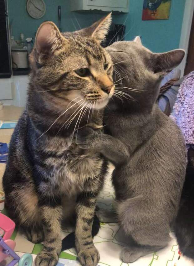 коты обнимаются коты обнимаются