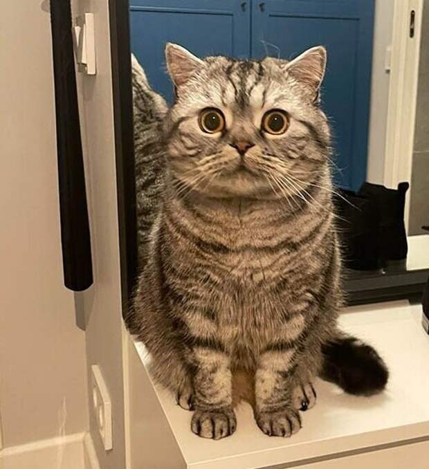 Огорчушки, одного взгляда на которых хватает, чтобы простить им даже будущие шалости