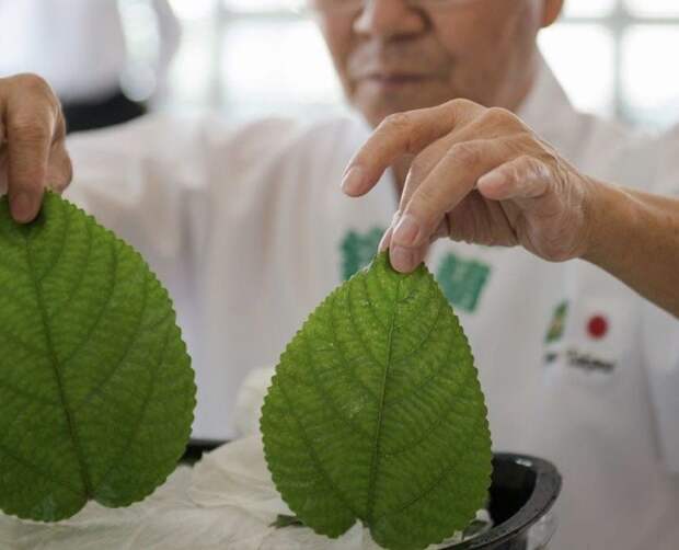 At Shin Suzuran, Takano handles nettle leaves.
