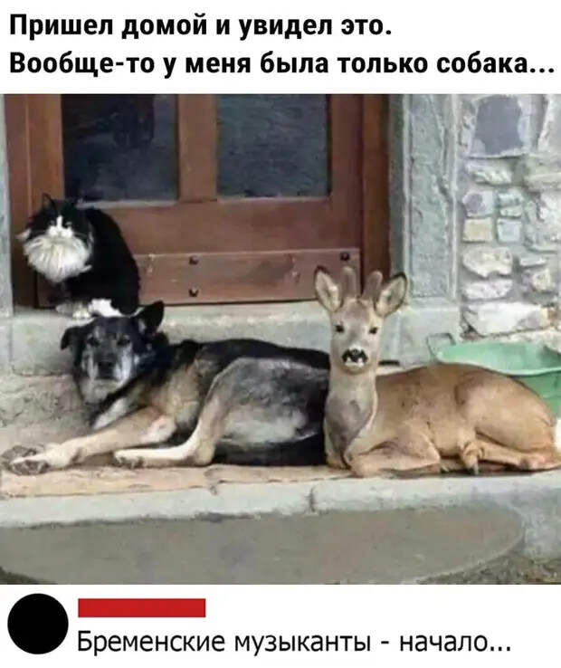 Пункт таможенного контроля в амстердамском аэропорту Схипхол:  - Какова цель вашего визита в Голландию?..
