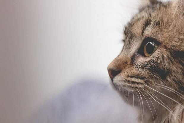 Этот кот не поёт. Но кто знает?.. Фото: unsplash.com