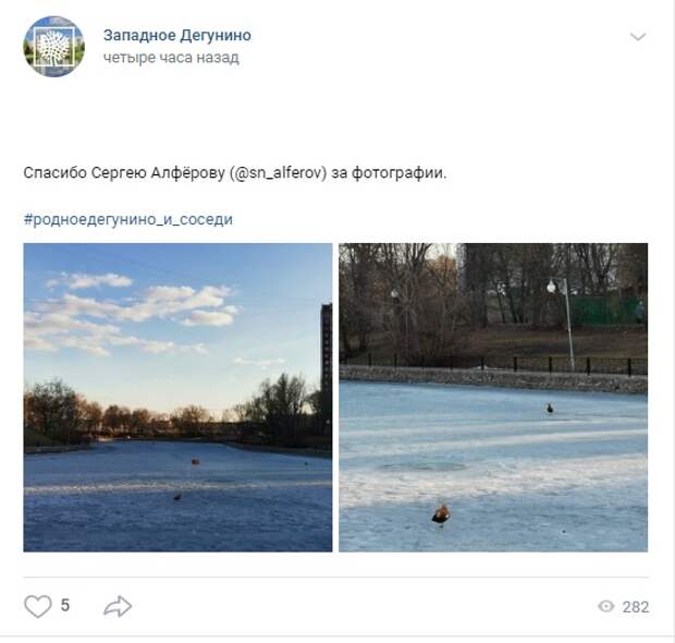 Фото дня: огари на Дегунинском пруду
