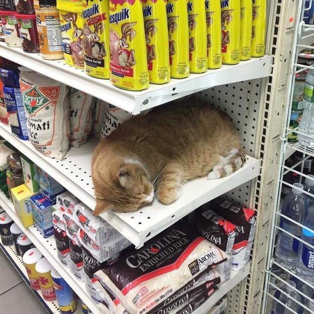 25 котиков, забравшихся в необычные места животные, котики, коты, юмор