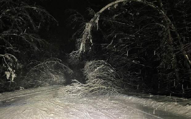 Касимовцев предупредили об упавшем дереве