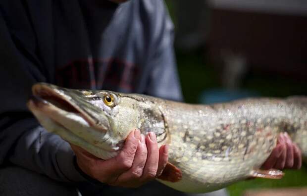 В Алексине оштрафовали двух браконьеров за незаконную ловлю рыбы на Оке
