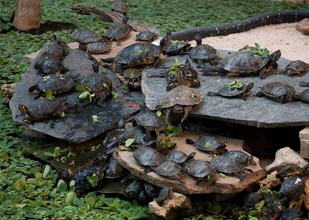 В пруду поселили целую колонию черепах (Вокзал Аточа в Мадриде).