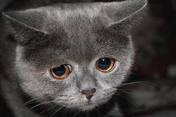 печальные коты, грустные коты, жалостные коты