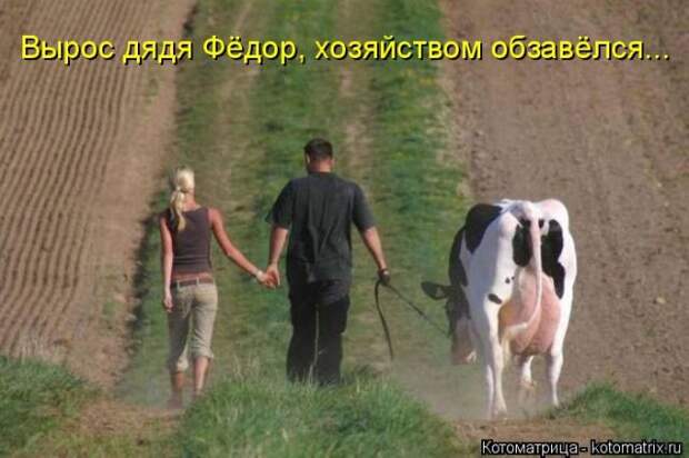 Лучшие котоматрицы недели (50 фото)