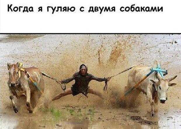 Прогулка с собакой мем