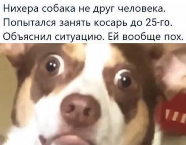 Весёлые
