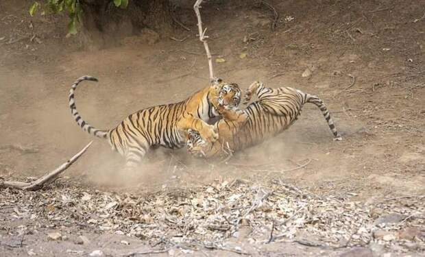 Танец-бой: невероятные фотографии схватки индийских тигров балет ярости, животные, индия, национальный парк, невероятно, раджастан, тигры, фото