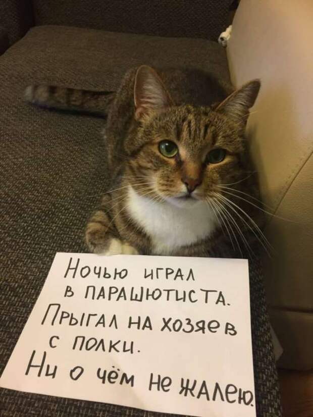 28 провинившихся котиков, которые признались в своих проделках