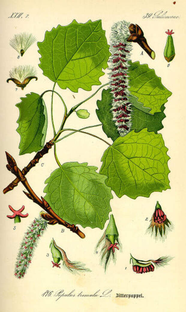 Осина. Ботаническая иллюстрация из книги О. В. Томе Flora von Deutschland, Österreich und der Schweiz, 1885 г.