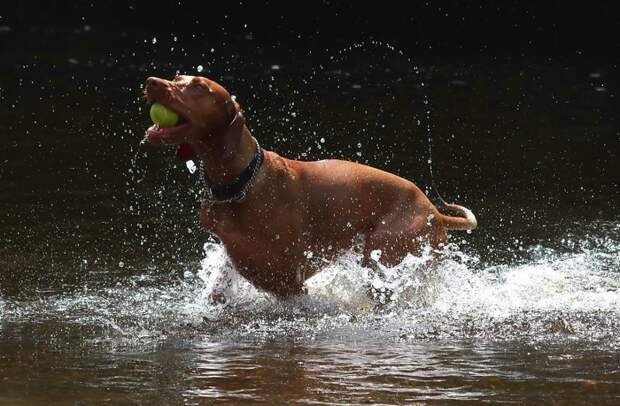 Мяч взят весело, вода, животные, забавно, мило, собаки, собачьи игры, фото