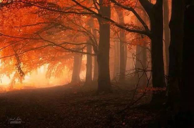 Мистический осенний лес чешского фотографа Янека Седлара