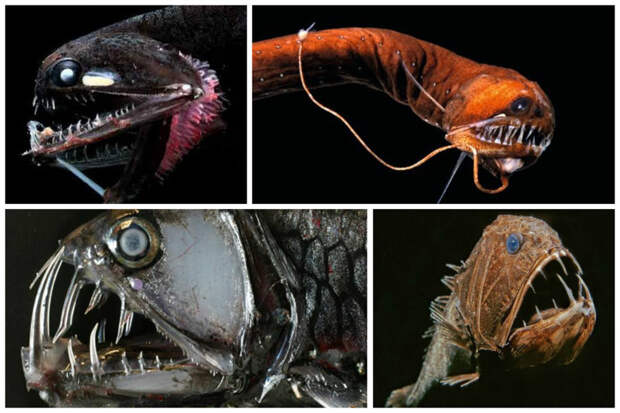 Главная задача глубоководных рыб, живущих в кромешной тьме найти и удержать добычу. Их глаза и зубы им в помощь марианская впадина, океан, фауна, чудовища