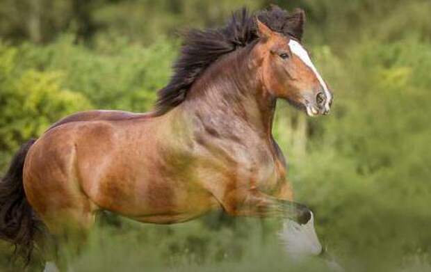 Лошади шайр: описание и характеристики. Породы лошадей